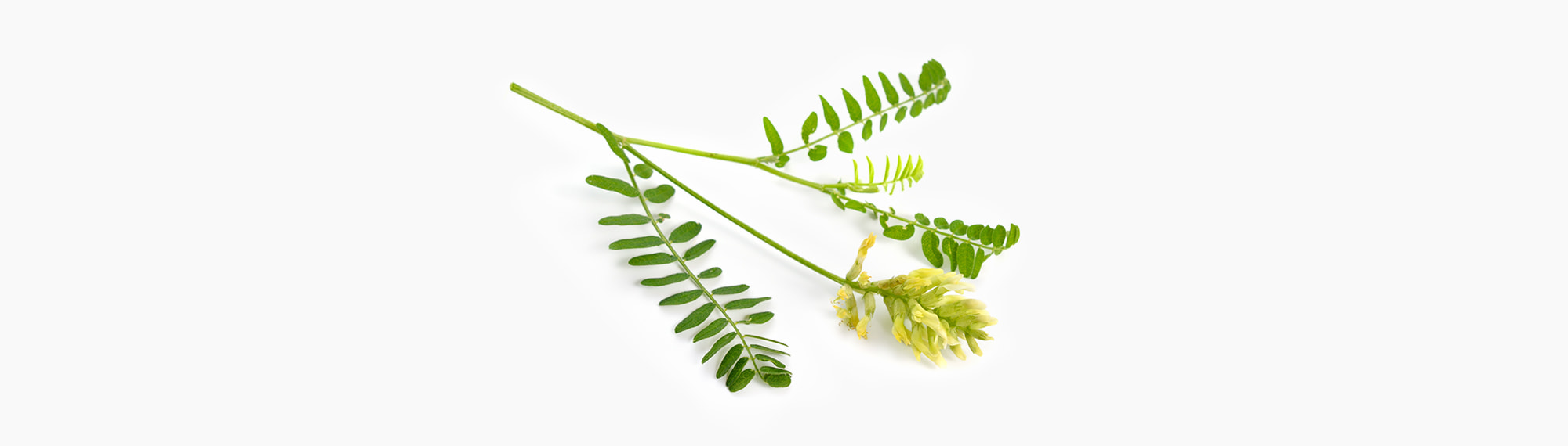 🌼︎  Astragalus Membranaceus